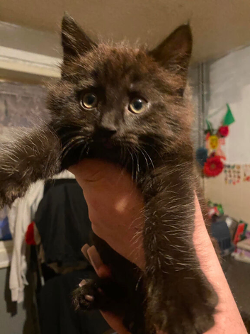 Boy long haired kitten
