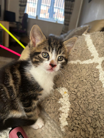 Kittens for sale