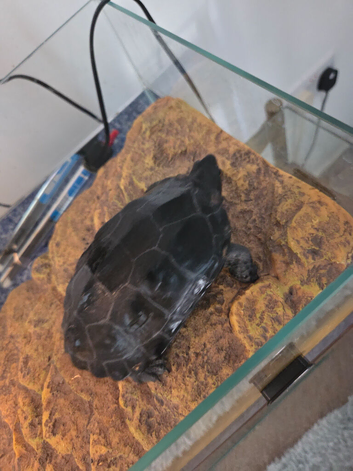 Reeve turtle