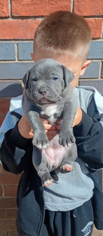 Blue staffy pups