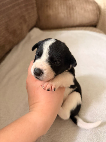 Stunning Border Collie x Blue Heeler Puppies &ndash; Ready from 11th July