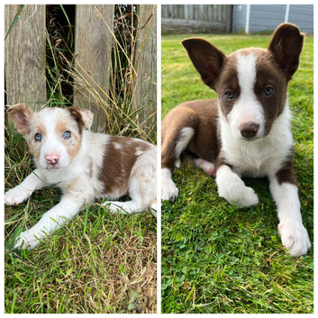 1 Red / White Female + 1 Red Merle Male left