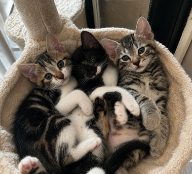 Kittens looking for their forever home