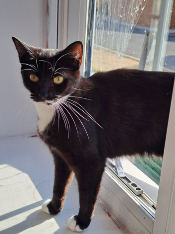 Fluffytail