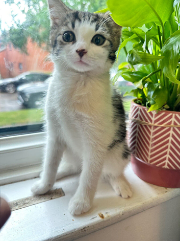 have two very friendly and quiet cats looking for a new home.  The orange cat is 7 months old, and the black-and-white kitten is 10 weeks old and stil