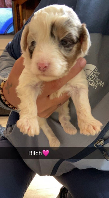 Cockapoo pups