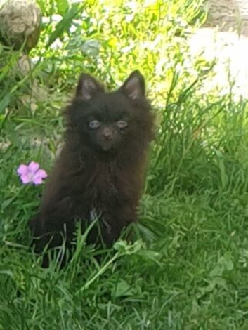 2 small house trained Pomeranians ready 16th June