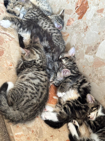 Adorable X Bengal kitties looking for loving homes