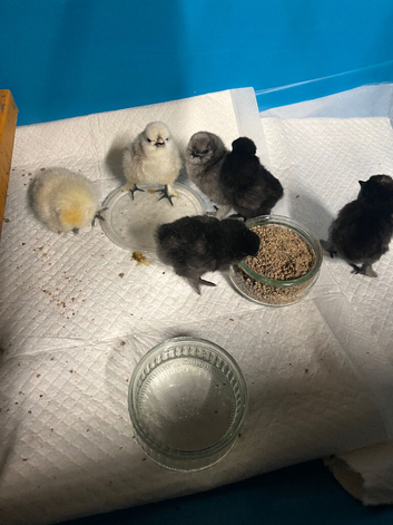 Silkie chicks 1-7 day old