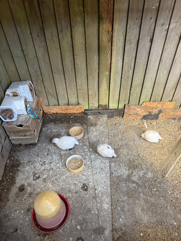 3 WHITE QUAILS