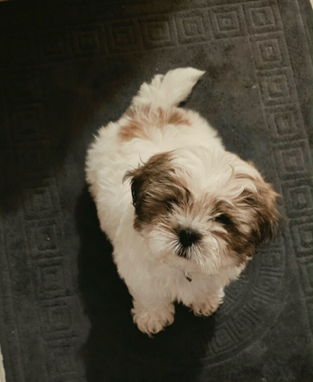 Puppy