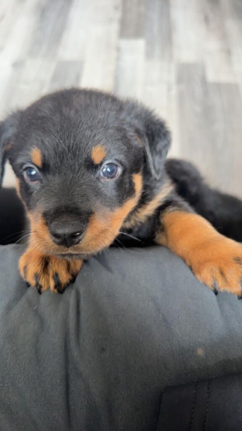 Rotweiler puppies