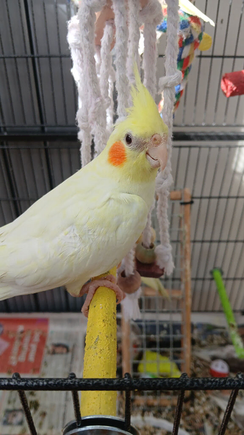 baby cockatiel ready silly tame