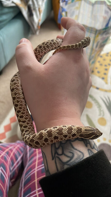 Female Western hognose