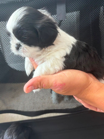 Shih tzu
