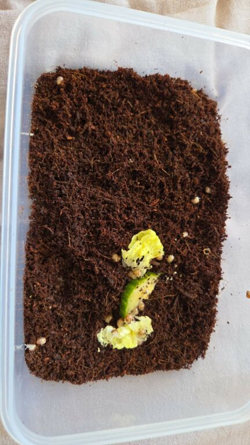 Baby african land snails
