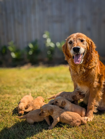 KC Working Golden Retriever Puppies