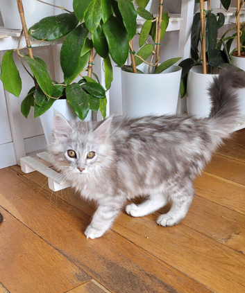 Tica registered maine coon kittens