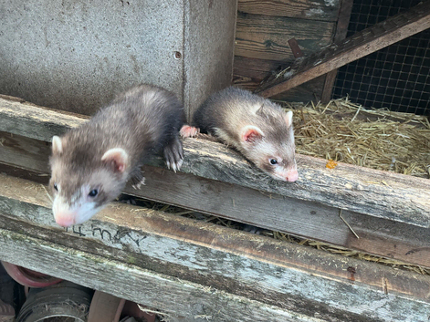 YOUNG  FERRETS FOR SALE.