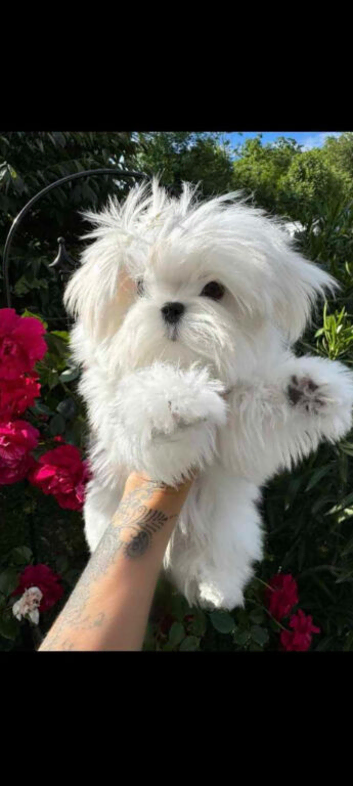 Korean Maltese pups