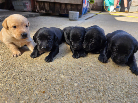 KC registered labrador puppies