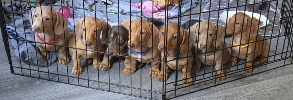 7 miniture Dachshund puppies available