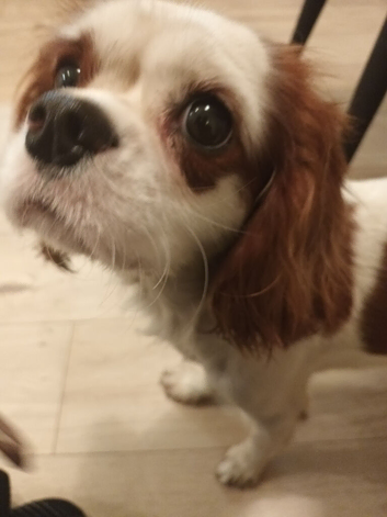 Cavalier king Charles boy