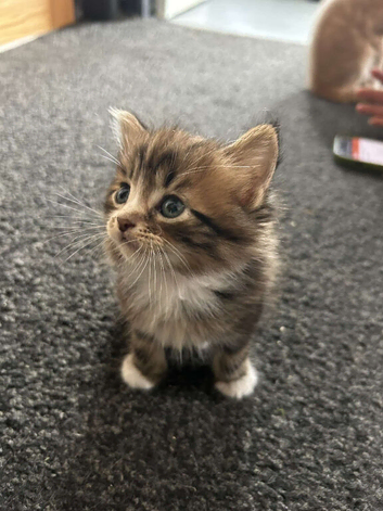 4 beautiful kittens looking for their forever home