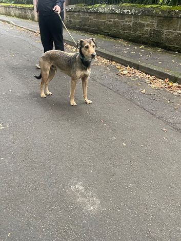 Wheaton x whippet grey