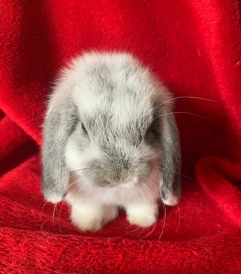 Gorgeous Pure Mini Lop Rabbits
