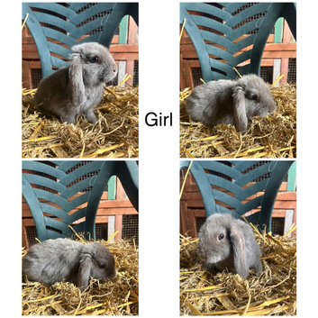 Five Outstanding Beautiful Mini Lops (Mixed Litter, Ready To Leave Now)