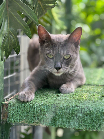 Beautiful Blue Bengal