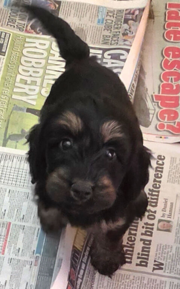Stunning Cockerpoo Puppies