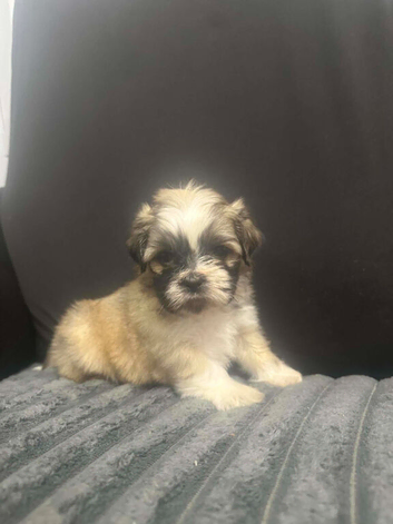 Lhasa Apso Cross Shihtzu Pups