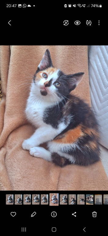 One little calico girl left