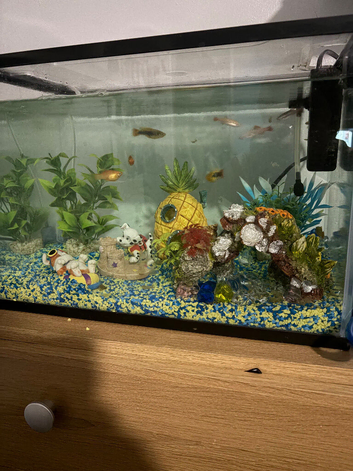 Fish and fish tank with accessories