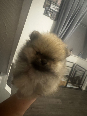 Beautiful KC Registered Pomeranian Puppies