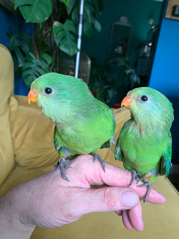 Hand reared baby superb parrot