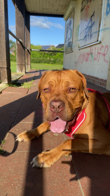 Dogue de Bordeaux mix (READ DESCRIPTION)