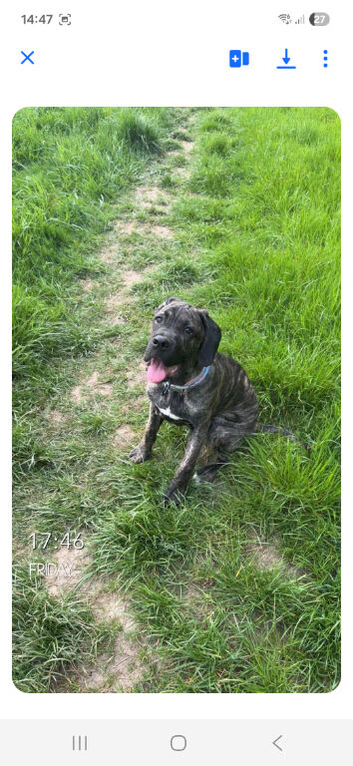 Puppy for sale