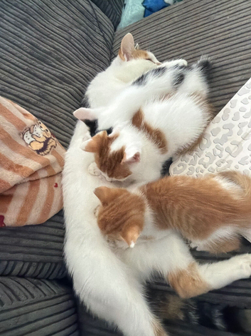 Kittens