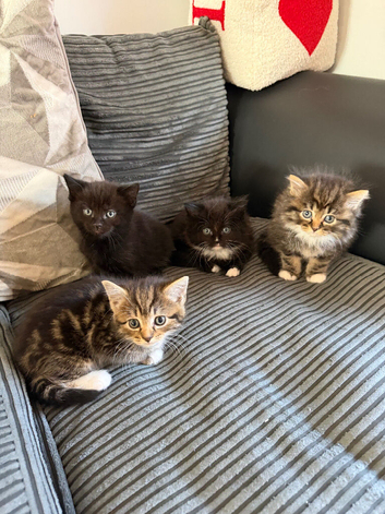 Beautiful kittens