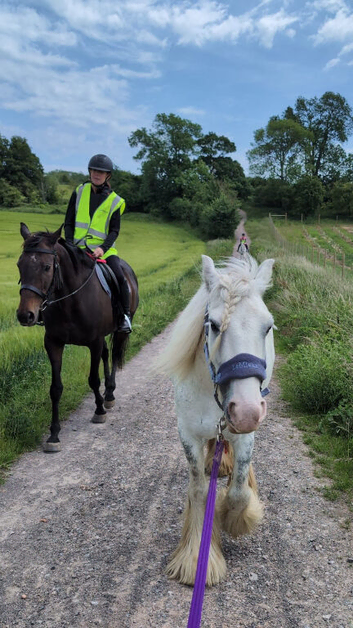 Rising 4 year old to make 14 hands grey gorgeous gypsum cob mare