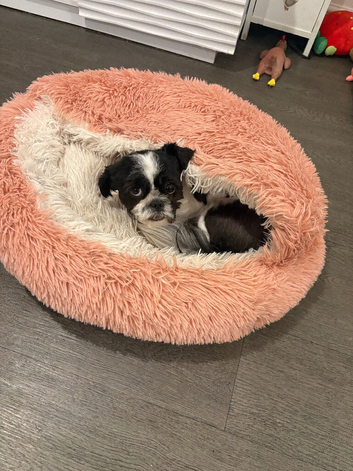 Beautiful imperial pure shih zue 2 year old blue skin girl