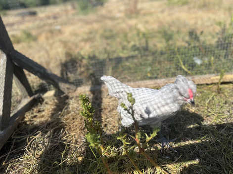 PURE LAVENDER COCKEREL