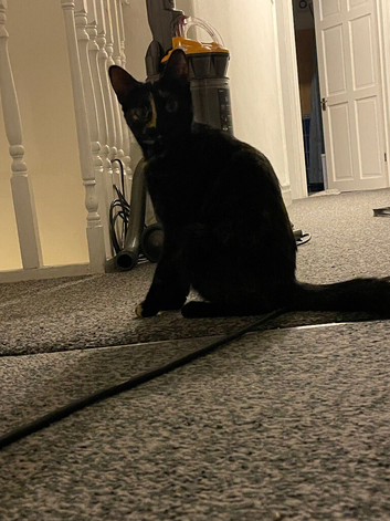 Beautiful cat for rehome