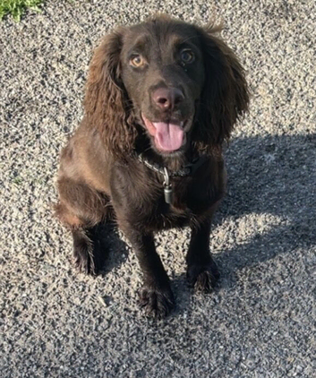 9 month old sprocker boy