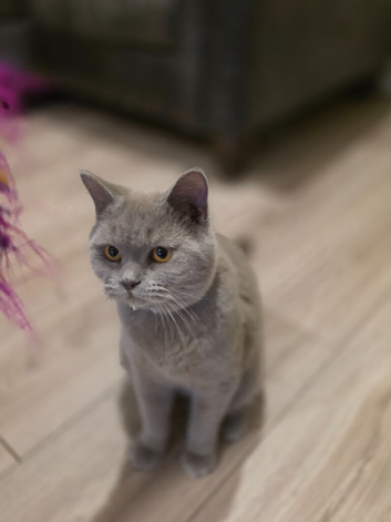 BSH boy 6 months old