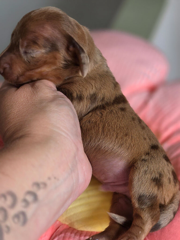 Boy miniature Dachshunds