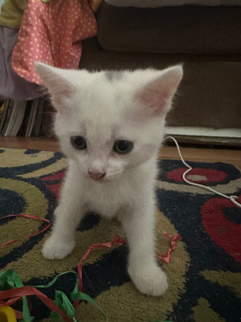 Calico and turkish van